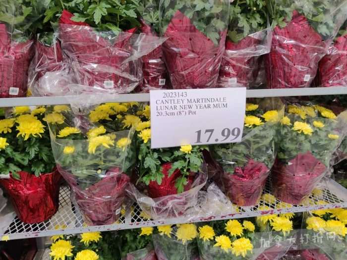 独家！【加东版】Costco店内实拍，有效期至2月15日！碧古鱼柳减、鲜虾减、越南龙眼.99、日式照烧饭.99、蜂蜜干果.99、暖炉滤网.99、费列罗巧克力.49、夜用卫生巾.49！