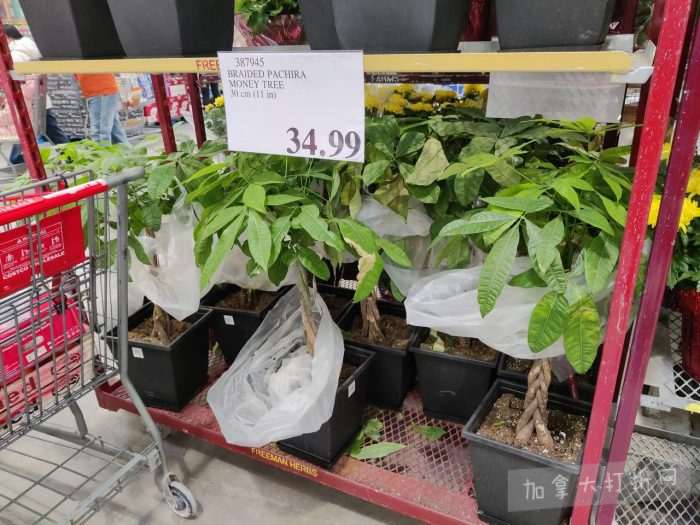 独家！【加东版】Costco店内实拍，有效期至2月15日！碧古鱼柳减、鲜虾减、越南龙眼.99、日式照烧饭.99、蜂蜜干果.99、暖炉滤网.99、费列罗巧克力.49、夜用卫生巾.49！