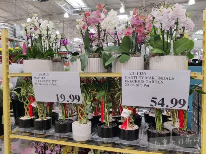 独家！【加东版】Costco店内实拍，有效期至2月22日！大量服饰.97起、雅顿面霜.99、哈根达斯.99、黑线鳕鱼.99、斑点虾.99、铁板烧.99、葡萄籽油.99、痘痘贴.99！