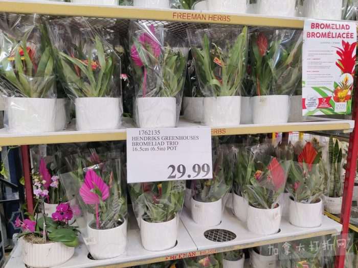 独家！【加东版】Costco店内实拍，有效期至3月8日！UGG毛毯19.99、鳕鱼片.99、奶油蜂蜜.49、枕头2件.99、TOTO马桶盖9.99、配方奶粉.99、手袋.99、猪排骨减！