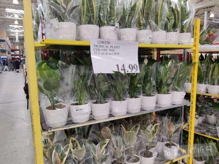 独家！【加东版】Costco店内实拍，有效期至3月8日！UGG毛毯19.99、鳕鱼片.99、奶油蜂蜜.49、枕头2件.99、TOTO马桶盖9.99、配方奶粉.99、手袋.99、猪排骨减！