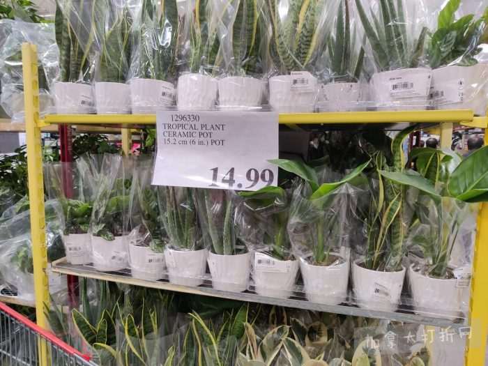 独家！【加东版】Costco店内实拍，有效期至3月15日！免费薅iPhone 16、麦芦卡蜂蜜.99、蜂蜜干果.99、烟熏三文鱼粒.99、燕麦保湿乳.99、毛毛外套.97、淋浴收纳架.99！