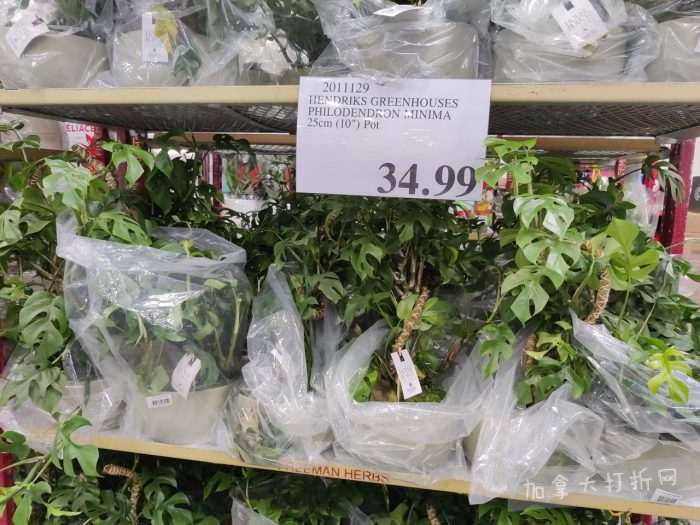 独家！【加东版】Costco店内实拍，有效期至3月15日！免费薅iPhone 16、麦芦卡蜂蜜.99、蜂蜜干果.99、烟熏三文鱼粒.99、燕麦保湿乳.99、毛毛外套.97、淋浴收纳架.99！