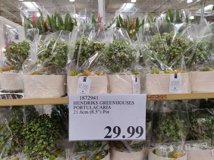 独家！【加东版】Costco店内实拍，有效期至3月15日！免费薅iPhone 16、麦芦卡蜂蜜.99、蜂蜜干果.99、烟熏三文鱼粒.99、燕麦保湿乳.99、毛毛外套.97、淋浴收纳架.99！