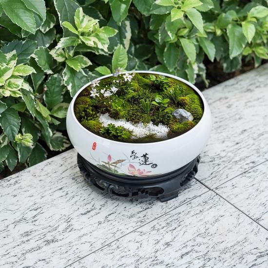  白菜价！历史新低！Generic 盆景 水生植物 带底座 禅意陶瓷花盆3.6折 10.99加元！2款可选！
