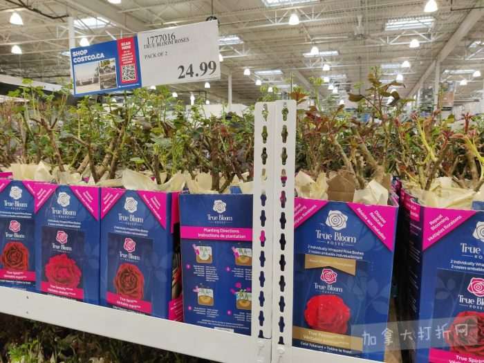 独家！【加东版】Costco店内实拍，有效期至3月22日！雅顿啵啵胶.99、虎头衫.97、冰糖梨.97、酸奶冰淇淋.99、蝴蝶虾.49、休闲鞋.97、水牙线.99、空气炸锅.97、大白兔奶糖.97！