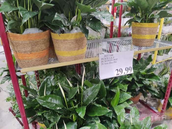 独家！【加东版】Costco店内实拍，有效期至3月22日！雅顿啵啵胶.99、虎头衫.97、冰糖梨.97、酸奶冰淇淋.99、蝴蝶虾.49、休闲鞋.97、水牙线.99、空气炸锅.97、大白兔奶糖.97！