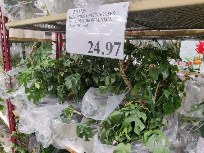 独家！【加东版】Costco店内实拍，有效期至3月22日！雅顿啵啵胶.99、虎头衫.97、冰糖梨.97、酸奶冰淇淋.99、蝴蝶虾.49、休闲鞋.97、水牙线.99、空气炸锅.97、大白兔奶糖.97！