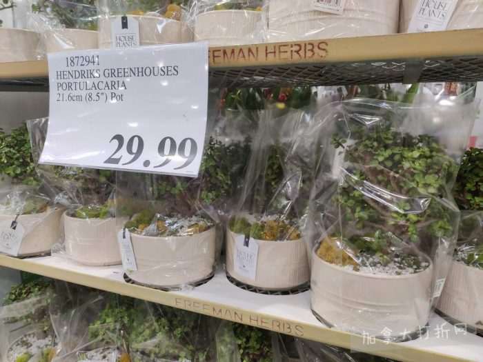 独家！【加东版】Costco店内实拍，有效期至3月22日！雅顿啵啵胶.99、虎头衫.97、冰糖梨.97、酸奶冰淇淋.99、蝴蝶虾.49、休闲鞋.97、水牙线.99、空气炸锅.97、大白兔奶糖.97！