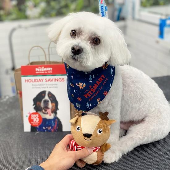 薅羊毛！铲屎官速进！PetSmart宠物店免费送价值$10积分！内附详细攻略！
