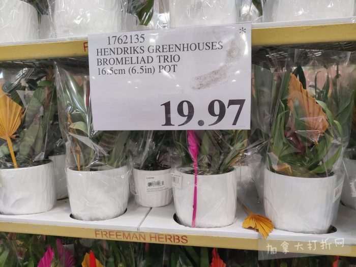 独家！【加东版】Costco店内实拍，有效期至3月29日！iPhone 17月供、大量服饰清仓、蛋白奶昔2.5折、火锅豆腐卷.99、三文鱼.99、行李箱.99、大红瓶.99、润喉糖.49！