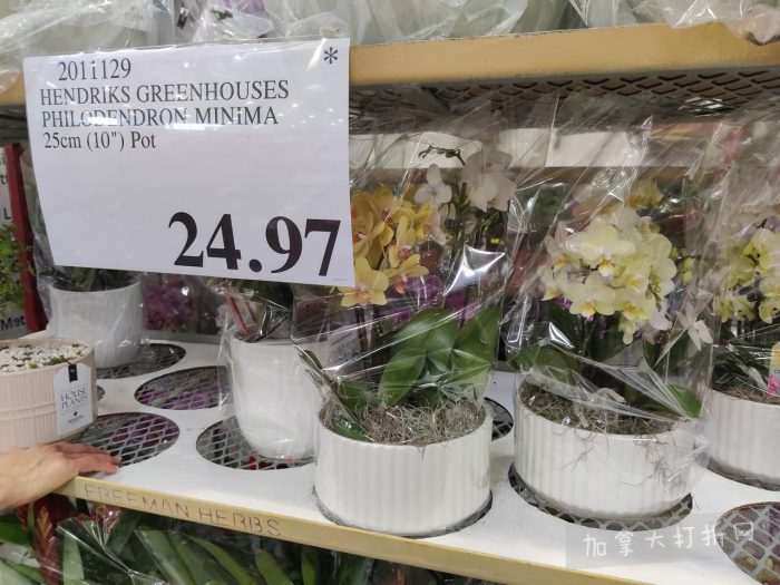 独家！【加东版】Costco店内实拍，有效期至3月29日！iPhone 17月供、大量服饰清仓、蛋白奶昔2.5折、火锅豆腐卷.99、三文鱼.99、行李箱.99、大红瓶.99、润喉糖.49！