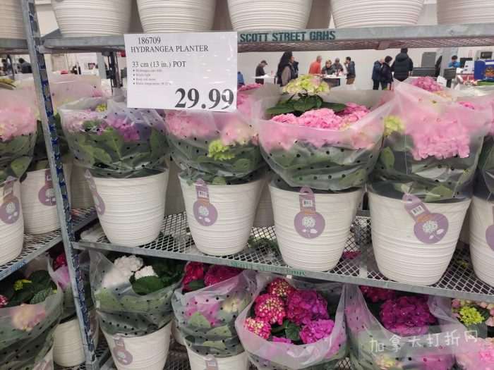 独家!【加东版】Costco店内实拍,有效期至4月5日!维C冲剂.49、热水壶.99、厨房刀组.99、罗非鱼柳减、休闲裤.97、枕头.99、储物箱.99、哈根达斯.99、歌帝梵巧克力.99!