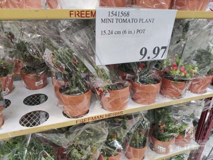 独家!【加东版】Costco店内实拍,有效期至4月5日!维C冲剂.49、热水壶.99、厨房刀组.99、罗非鱼柳减、休闲裤.97、枕头.99、储物箱.99、哈根达斯.99、歌帝梵巧克力.99!