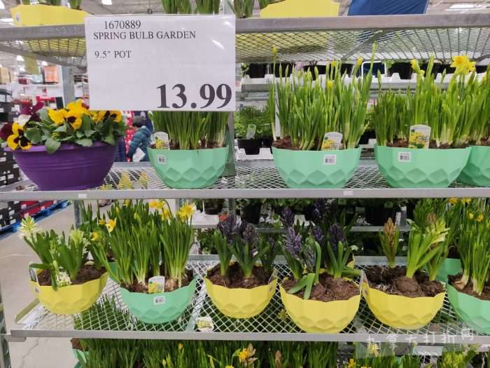独家！【加东版】Costco店内实拍，有效期至4月19日！野生蘑菇干.99、纯椰汁.99、Lole挎包.97、善存片.49、颈挂风扇2件.99、煎锅3件.99、斑点虾.97、办公椅9.99！