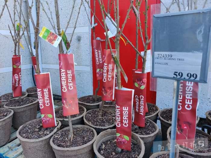 独家！【加东版】Costco店内实拍，有效期至4月26日！花卉市场开放、Nike运动鞋.97、加拿大夹克.99、雀巢冰淇淋.99、脆皮鸡翅.99、FIFA足球套装.99、暖炉滤网.99！