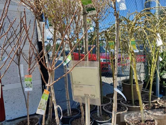 独家！【加东版】Costco店内实拍，有效期至4月26日！花卉市场开放、Nike运动鞋.97、加拿大夹克.99、雀巢冰淇淋.99、脆皮鸡翅.99、FIFA足球套装.99、暖炉滤网.99！