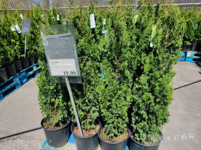 独家！【加东版】Costco店内实拍，有效期至4月26日！花卉市场开放、Nike运动鞋.97、加拿大夹克.99、雀巢冰淇淋.99、脆皮鸡翅.99、FIFA足球套装.99、暖炉滤网.99！