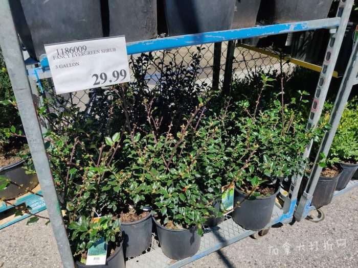 独家！【加东版】Costco店内实拍，有效期至4月26日！花卉市场开放、Nike运动鞋.97、加拿大夹克.99、雀巢冰淇淋.99、脆皮鸡翅.99、FIFA足球套装.99、暖炉滤网.99！