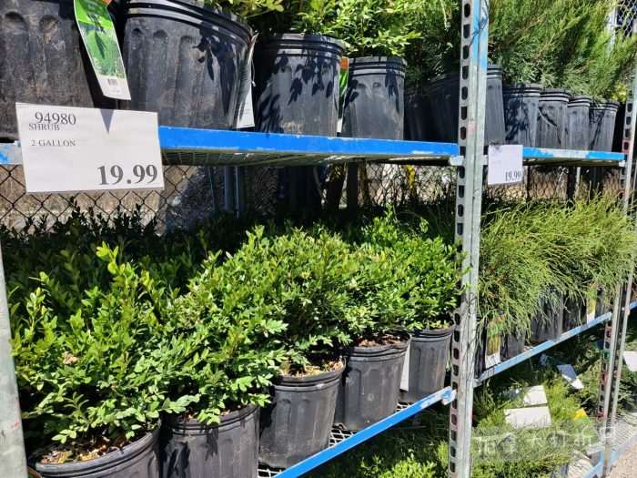 独家！【加东版】Costco店内实拍，有效期至4月26日！花卉市场开放、Nike运动鞋.97、加拿大夹克.99、雀巢冰淇淋.99、脆皮鸡翅.99、FIFA足球套装.99、暖炉滤网.99！