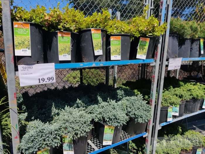 独家！【加东版】Costco店内实拍，有效期至4月26日！花卉市场开放、Nike运动鞋.97、加拿大夹克.99、雀巢冰淇淋.99、脆皮鸡翅.99、FIFA足球套装.99、暖炉滤网.99！