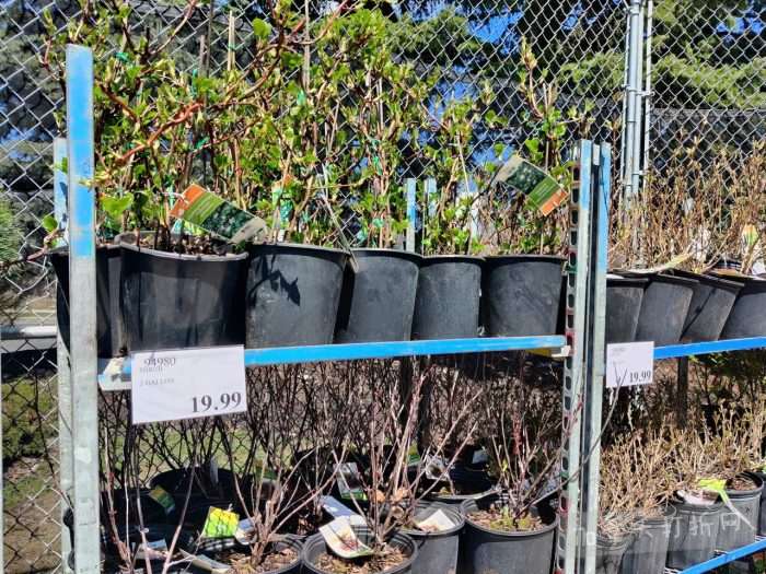 独家！【加东版】Costco店内实拍，有效期至4月26日！花卉市场开放、Nike运动鞋.97、加拿大夹克.99、雀巢冰淇淋.99、脆皮鸡翅.99、FIFA足球套装.99、暖炉滤网.99！