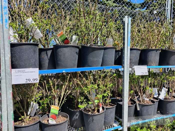 独家！【加东版】Costco店内实拍，有效期至4月26日！花卉市场开放、Nike运动鞋.97、加拿大夹克.99、雀巢冰淇淋.99、脆皮鸡翅.99、FIFA足球套装.99、暖炉滤网.99！