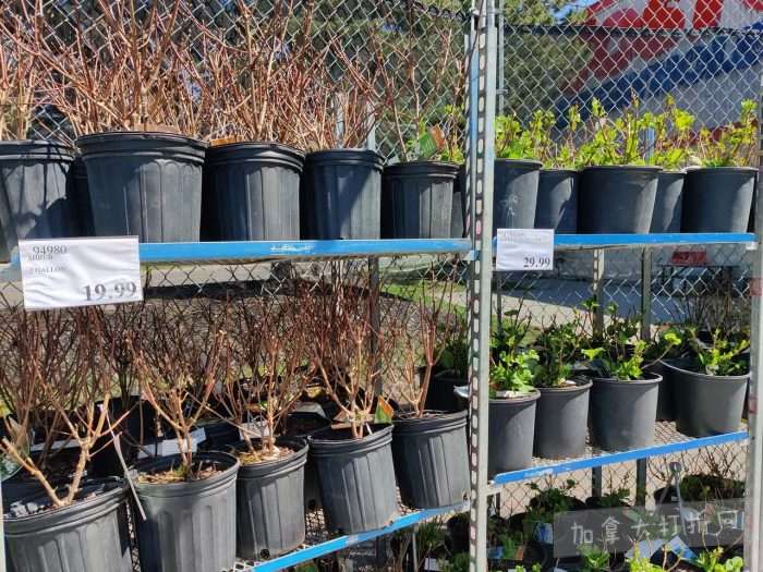 独家！【加东版】Costco店内实拍，有效期至4月26日！花卉市场开放、Nike运动鞋.97、加拿大夹克.99、雀巢冰淇淋.99、脆皮鸡翅.99、FIFA足球套装.99、暖炉滤网.99！