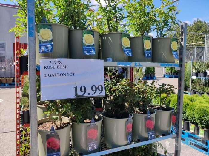 独家！【加东版】Costco店内实拍，有效期至4月26日！花卉市场开放、Nike运动鞋.97、加拿大夹克.99、雀巢冰淇淋.99、脆皮鸡翅.99、FIFA足球套装.99、暖炉滤网.99！