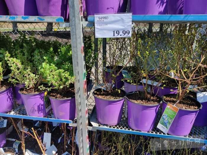 独家！【加东版】Costco店内实拍，有效期至4月26日！花卉市场开放、Nike运动鞋.97、加拿大夹克.99、雀巢冰淇淋.99、脆皮鸡翅.99、FIFA足球套装.99、暖炉滤网.99！