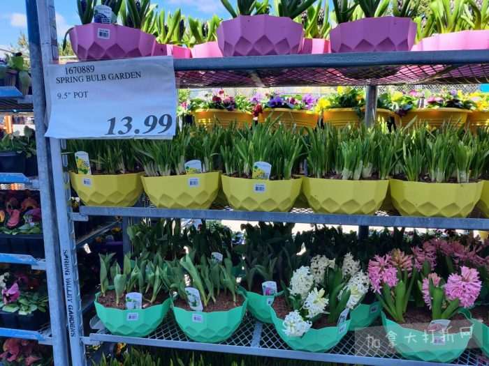 独家！【加东版】Costco店内实拍，有效期至4月26日！花卉市场开放、Nike运动鞋.97、加拿大夹克.99、雀巢冰淇淋.99、脆皮鸡翅.99、FIFA足球套装.99、暖炉滤网.99！