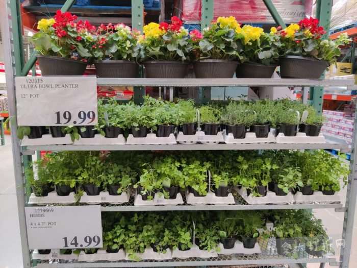 独家！【加东版】Costco店内实拍，有效期至4月26日！花卉市场开放、Nike运动鞋.97、加拿大夹克.99、雀巢冰淇淋.99、脆皮鸡翅.99、FIFA足球套装.99、暖炉滤网.99！
