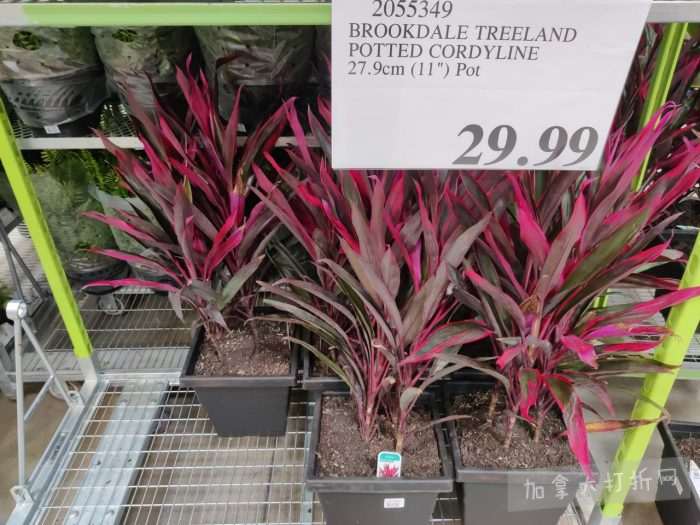 独家！【加东版】Costco店内实拍，有效期至4月26日！花卉市场开放、Nike运动鞋.97、加拿大夹克.99、雀巢冰淇淋.99、脆皮鸡翅.99、FIFA足球套装.99、暖炉滤网.99！