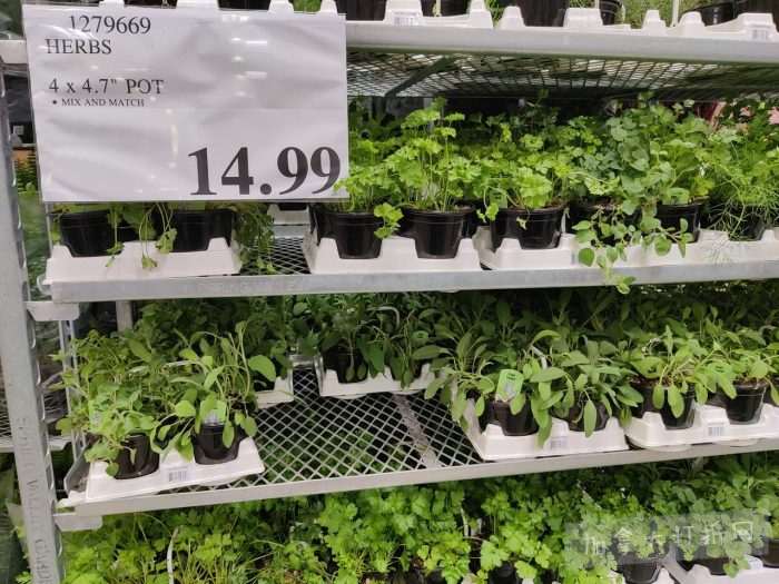 独家！【加东版】Costco店内实拍，有效期至4月26日！花卉市场开放、Nike运动鞋.97、加拿大夹克.99、雀巢冰淇淋.99、脆皮鸡翅.99、FIFA足球套装.99、暖炉滤网.99！