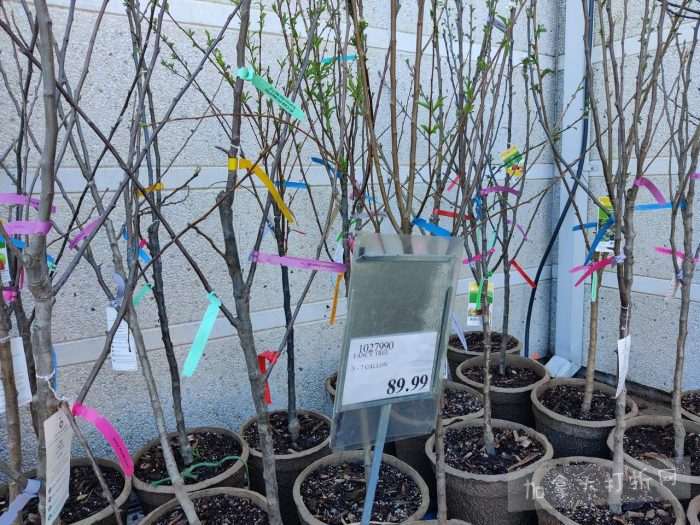 独家！【加东版】Costco店内实拍，有效期至5月3日！雅顿面霜.99、蜂蜜干果.49、花园水管.99、澳洲羊腿减、果树.99、可丽饼蛋糕.99、燕麦保湿乳.99、苹果汁.49！