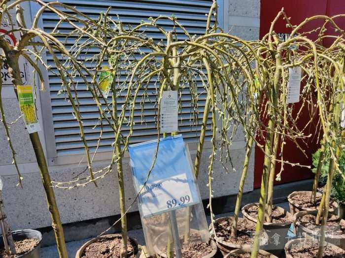 独家！【加东版】Costco店内实拍，有效期至5月3日！雅顿面霜.99、蜂蜜干果.49、花园水管.99、澳洲羊腿减、果树.99、可丽饼蛋糕.99、燕麦保湿乳.99、苹果汁.49！