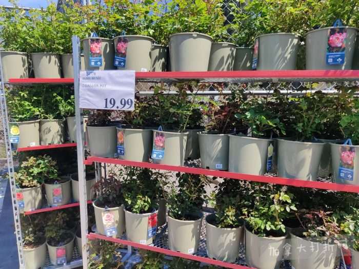 独家！【加东版】Costco店内实拍，有效期至5月3日！雅顿面霜.99、蜂蜜干果.49、花园水管.99、澳洲羊腿减、果树.99、可丽饼蛋糕.99、燕麦保湿乳.99、苹果汁.49！