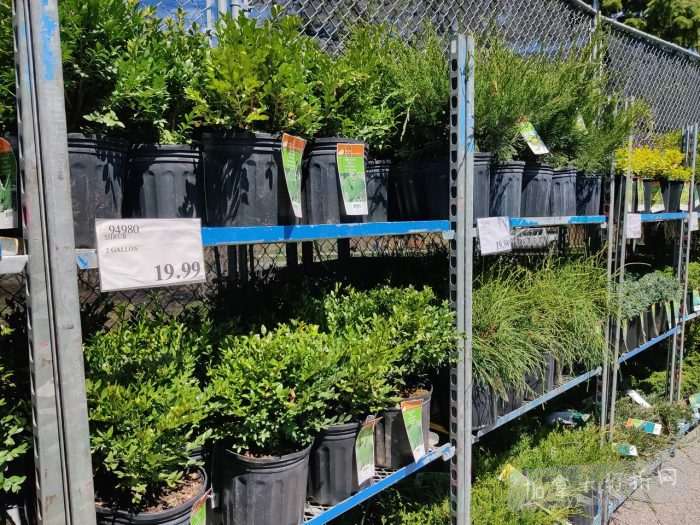 独家！【加东版】Costco店内实拍，有效期至5月3日！雅顿面霜.99、蜂蜜干果.49、花园水管.99、澳洲羊腿减、果树.99、可丽饼蛋糕.99、燕麦保湿乳.99、苹果汁.49！