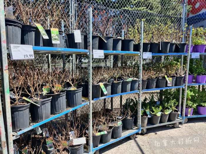 独家！【加东版】Costco店内实拍，有效期至5月3日！雅顿面霜.99、蜂蜜干果.49、花园水管.99、澳洲羊腿减、果树.99、可丽饼蛋糕.99、燕麦保湿乳.99、苹果汁.49！