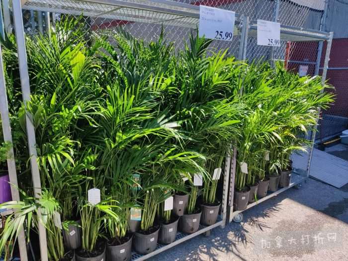 独家！【加东版】Costco店内实拍，有效期至5月3日！雅顿面霜.99、蜂蜜干果.49、花园水管.99、澳洲羊腿减、果树.99、可丽饼蛋糕.99、燕麦保湿乳.99、苹果汁.49！