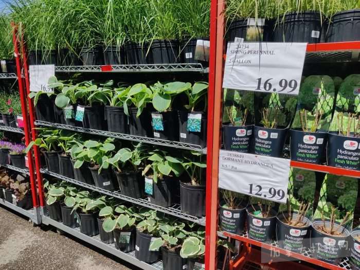 独家！【加东版】Costco店内实拍，有效期至5月3日！雅顿面霜.99、蜂蜜干果.49、花园水管.99、澳洲羊腿减、果树.99、可丽饼蛋糕.99、燕麦保湿乳.99、苹果汁.49！