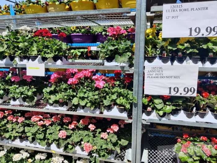 独家！【加东版】Costco店内实拍，有效期至5月3日！雅顿面霜.99、蜂蜜干果.49、花园水管.99、澳洲羊腿减、果树.99、可丽饼蛋糕.99、燕麦保湿乳.99、苹果汁.49！