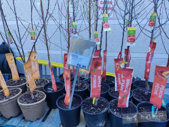 独家！【加东版】Costco店内实拍，有效期至5月3日！雅顿面霜.99、蜂蜜干果.49、花园水管.99、澳洲羊腿减、果树.99、可丽饼蛋糕.99、燕麦保湿乳.99、苹果汁.49！