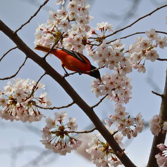周末好去处！High Park公园樱花5月1日起盛开！多伦多全城15地可赏樱！