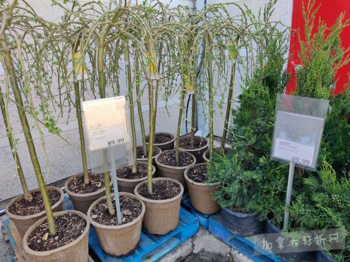 独家！【加东版】Costco店内实拍，有效期至5月10日！烟熏三文鱼.99、火锅鱼豆腐.99、哈密瓜.99、雅顿面霜.99、五花肉减、鸡腿减、鲜虾减、燕麦保湿.99！