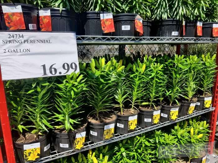 独家！【加东版】Costco店内实拍，有效期至5月10日！烟熏三文鱼.99、火锅鱼豆腐.99、哈密瓜.99、雅顿面霜.99、五花肉减、鸡腿减、鲜虾减、燕麦保湿.99！