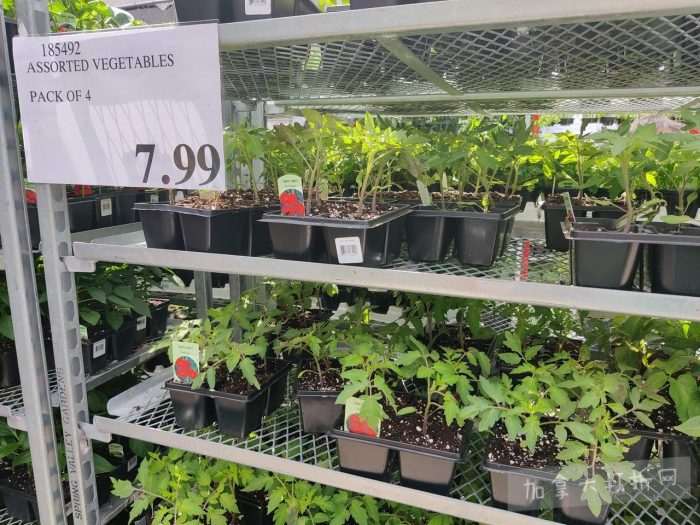 独家!【加东版】Costco店内实拍,有效期至5月17日!免费薅iPhone Air、网红芝麻酱.99、雅顿眼胶.99、冻三文鱼.99、哈根达斯.99、香蕉船防晒.99、水牙线.99、卫生巾.49!