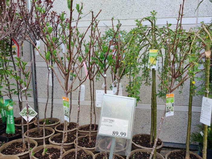独家!【加东版】Costco店内实拍,有效期至5月24日!澳洲羊腿减、免费薅iPhone、雅顿眼胶.99、追觅扫地机器人9.99、鲜虾减、空气循环扇.99、护肝片.99、FIFA背包.99!