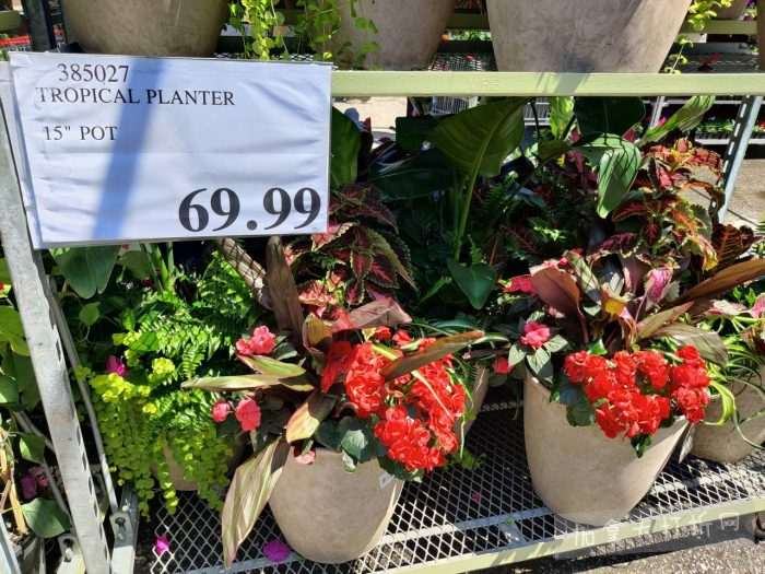 独家!【加东版】Costco店内实拍,有效期至5月31日!大量服饰.97起、有机蜂蜜.99、虾片.99、加拿大夹克.97、玻璃保鲜盒.99、蚊虫止痒器.99、圆筒冰淇淋.99!