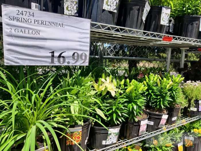独家!【加东版】Costco店内实拍,有效期至5月31日!大量服饰.97起、有机蜂蜜.99、虾片.99、加拿大夹克.97、玻璃保鲜盒.99、蚊虫止痒器.99、圆筒冰淇淋.99!